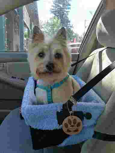 Image of Marlyna's Pet Grooming service in Portland, Connecticut, United States