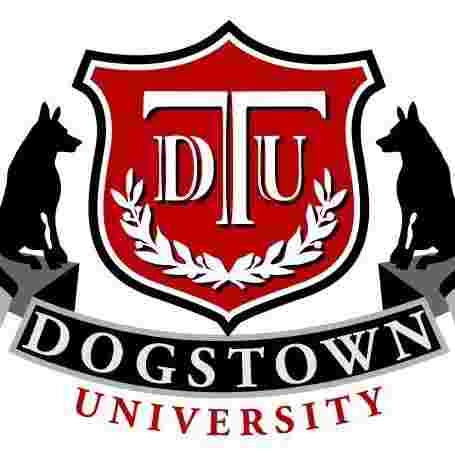 Image of Dogstown University service in Deerfield Beach, Florida, United States