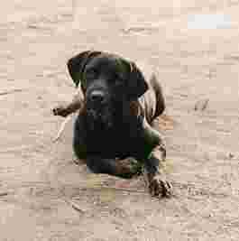Image of Peluquería Canina Newdog (TRESKY) service in Tarragona, Tarragona, Spain