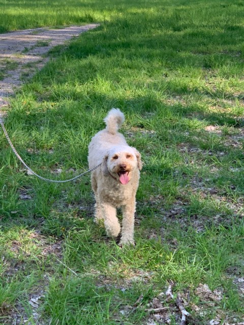 Image of Dogs & Bones service in Gatineau, Quebec, Canada Image of Dogs & Bones service in Gatineau, Quebec, Canada