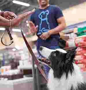 Image of Petco Dog Training - Peoria service in Peoria, Arizona, United States Image of Petco Dog Training - Peoria service in Peoria, Arizona, United States