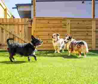 Image of Good Dog Boarding & Walks service in San Antonio, Texas, United States