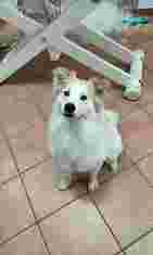 Image of Fellpflegerei Berlin - Hundefriseur service in Berlin, Berlin, Germany Image of Fellpflegerei Berlin - Hundefriseur service in Berlin, Berlin, Germany