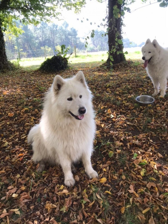 Image of HAPPYPET33 Bien être animalier , éducateur comportementaliste canin et félin service in Bordeaux, Gironde, France