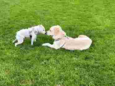 Image of Burton-Meadow, Dog Freedom Field, Training and Enrichment Facility. service in Cocknage, England, United Kingdom