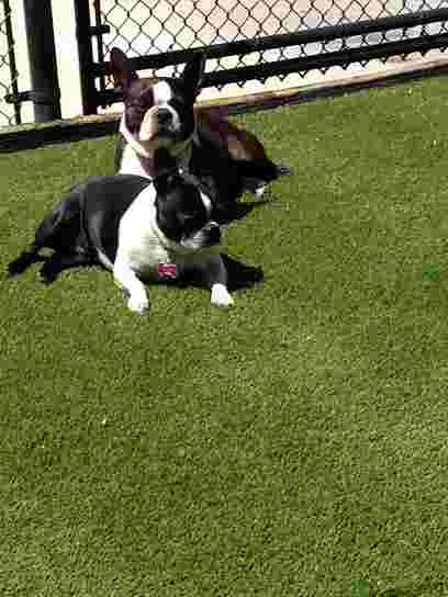 Image of Wag Awhile Doggie Daycare service in York, Ontario, Canada