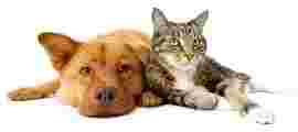 Image of Fairview Pet Kennels inc service in Hagerstown, Maryland, United States Image of Fairview Pet Kennels inc service in Hagerstown, Maryland, United States