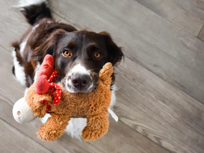 Image of Award Pet Supplies service in Bournemouth, England, United Kingdom