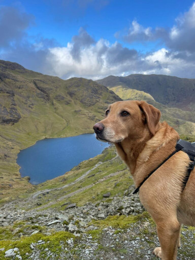 Image of Crosby Cozy Paws service in Crosby, England, United Kingdom