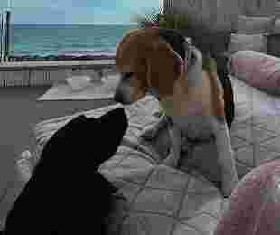 Image of Pooches Hotel service in Sa Coma, Illes Balears, Spain