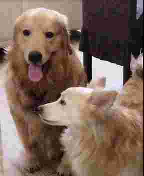 Image of Pets Town - Pet shop and Boarding service in Ghaziabad, Uttar Pradesh, India
