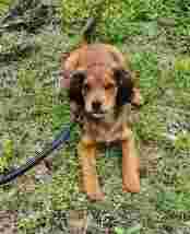 Image of Miss Paws Dog Walking & Pet Sitting Service service in Litherland, England, United Kingdom