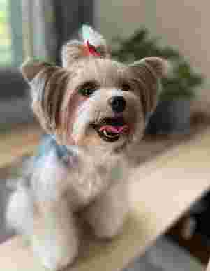 Image of Gos Style - Peluquería canina y tienda de animales service in Barcelona, Barcelona, Spain