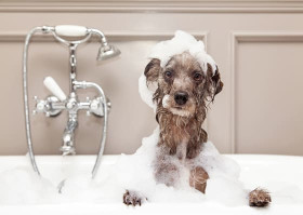 Image of Hundesalon-Lintorf service in Essen, Nordrhein-Westfalen, Germany