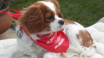 Image of Pets First Pet Service service in Oakville, Ontario, Canada Image of Pets First Pet Service service in Oakville, Ontario, Canada