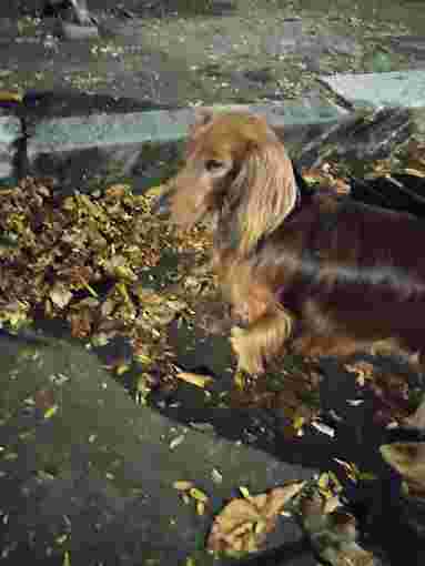 Image of Alice Pet sitter - Milano service in Milano, Lombardia, Italy Image of Alice Pet sitter - Milano service in Milano, Lombardia, Italy