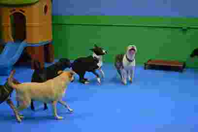 Image of The Backyard Pack Dog Daycare service in Lorton, Virginia, United States Image of The Backyard Pack Dog Daycare service in Lorton, Virginia, United States