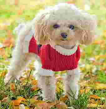 Image of Snowy Pet Store service in Delhi, Delhi, India