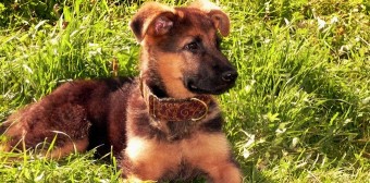 Image of Dog School Munich Cordova service in Munchen, Bayern, Germany