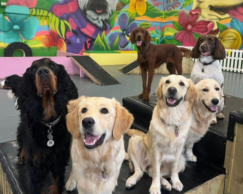 Image of Dogs Go - Training Academy service in Birkenhead, England, United Kingdom