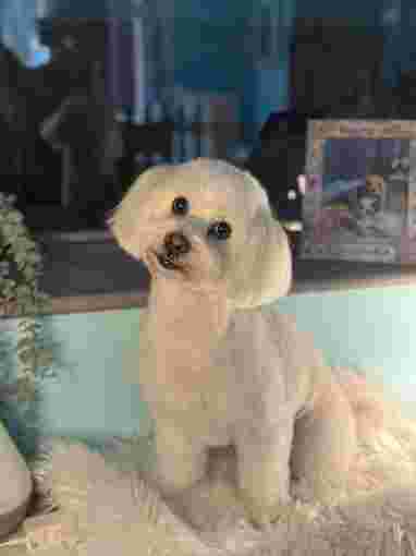 Image of Mar Dog Salon service in Calella, Barcelona, Spain