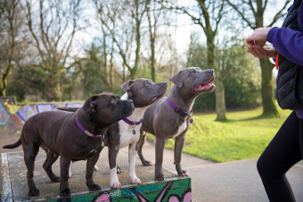Image of EpiphanyK9 Behaviour and Training service in Failsworth, England, United Kingdom