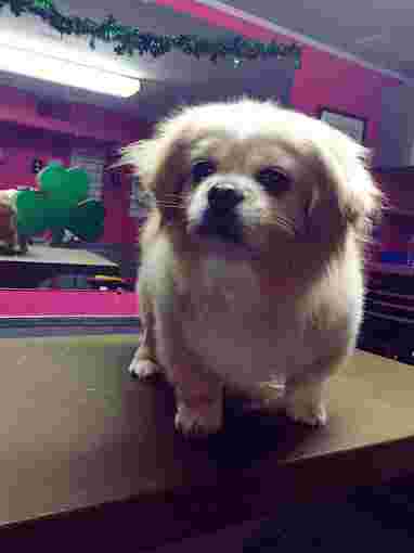 Image of Four Paws Grooming & Boarding service in Oklahoma City, Oklahoma, United States