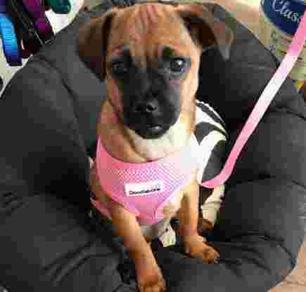 Image of Fenton Pet Shop service in Stoke-on-Trent, England, United Kingdom