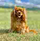 Image of Country Bound Pet Resort service in Greenwood, Indiana, United States