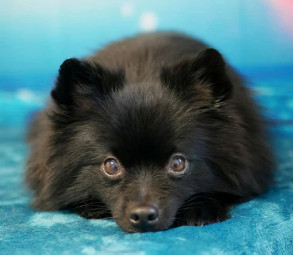 Image of Hundesalon Hitschie service in Essen, Nordrhein-Westfalen, Germany