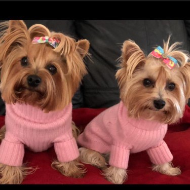 Image of Moulin Pooch Dog Grooming service in Dublin, Dublin, Ireland