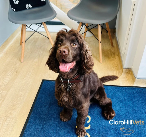 Image of Claro Hill Vets service in Pannal, England, United Kingdom