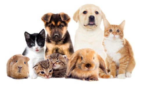 Image of Jollyes Pet Clinic - Sheffield service in Sheffield, England, United Kingdom