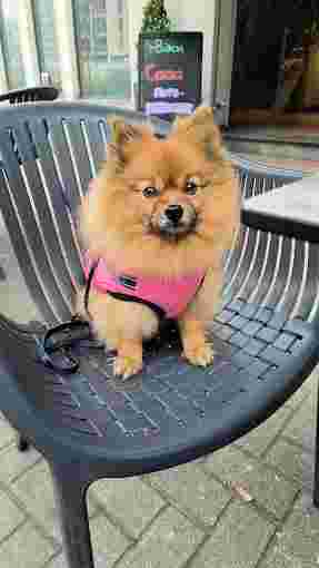 Image of Ambulatorio Veterinario Olistico Dott.Ssa Marina Gabrielli service in Milano, Lombardia, Italy