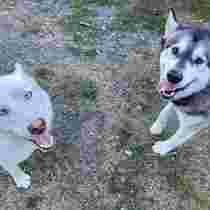 Image of McKenna Kennels Pet Resort service in Roy, Utah, United States Image of McKenna Kennels Pet Resort service in Roy, Utah, United States
