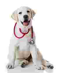 Image of Ambulatorio Veterinario Savena Di Volpato Carla service in Bologna, Bologna, Italy