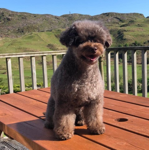 Image of Doggie Style service in City of Edinburgh, Scotland, United Kingdom