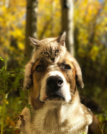 Image of The Spayed Club Veterinary Clinic service in Collingdale, Pennsylvania, United States
