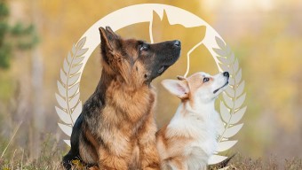 Image of Dog Training Elite of Southwest Florida service in Sarasota, Florida, United States Image of Dog Training Elite of Southwest Florida service in Sarasota, Florida, United States