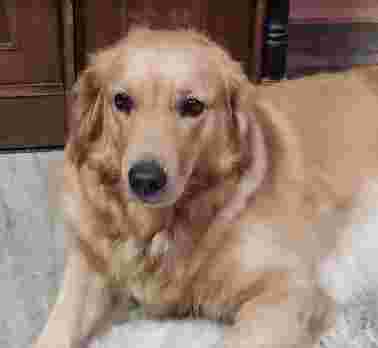 Image of Pet spa - New Delhi service in New Delhi, Delhi, India