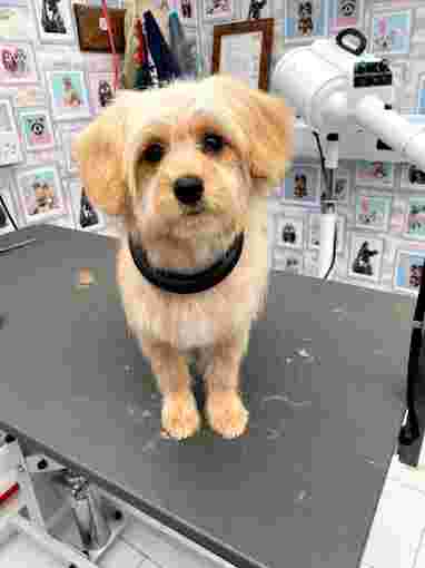 Image of Diamond Dog Grooming By Alexandra service in Barnsley, England, United Kingdom