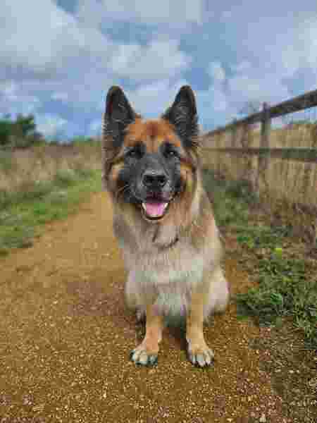 Image of Victoria Dog Grooming service in Stoke-on-Trent, England, United Kingdom