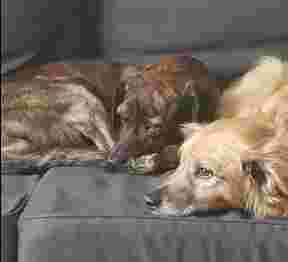 Image of Fressnapf Hürth service in Hurth, Nordrhein-Westfalen, Germany