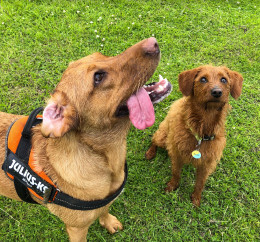 Image of Leonies Dog Walking - Portishead service in Portishead, England, United Kingdom
