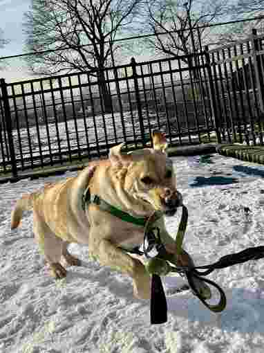 Image of Bobby's Dog Walking Service service in Hoboken, New Jersey, United States