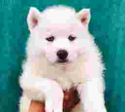 Image of Siberian Husky Puppies for Sale service in New Delhi, Delhi, India