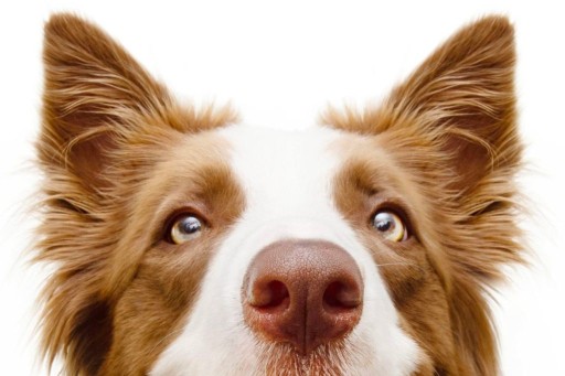 Image of My Three Dogs - Coleman Blvd service in Mount Pleasant, Michigan, United States