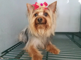Image of Baja pet Grooming service in Tijuana, Baja California, Mexico