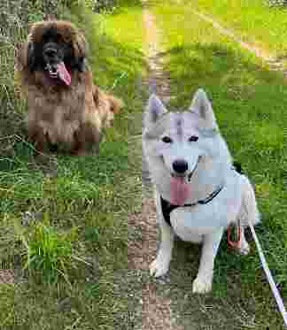 Image of Promeneur de chien : Laura - TOUS EN VADROUILLE (Educateur canin & Comportementaliste canin) Bouguenais & Sainte Pazanne (44) service in Bouguenais, Loire-Atlantique, France Image of Promeneur de chien : Laura - TOUS EN VADROUILLE (Educateur canin & Comportementaliste canin) Bouguenais & Sainte Pazanne (44) service in Bouguenais, Loire-Atlantique, France