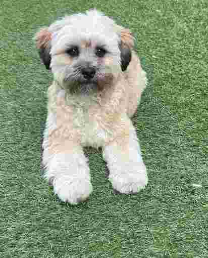 Image of Southbourne Dog Groomers service in Bournemouth, England, United Kingdom